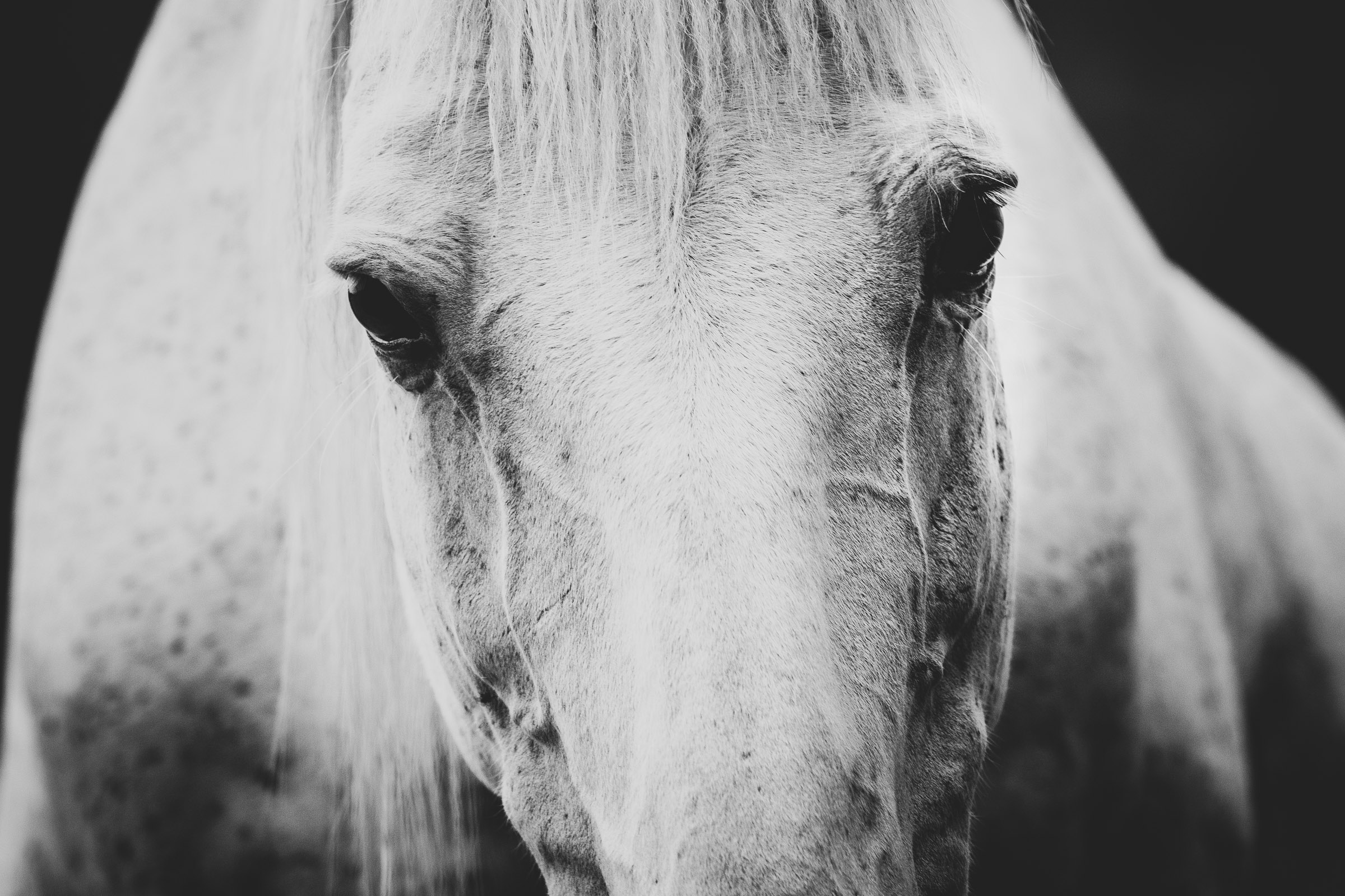 Smale-Horse-Ranch-9